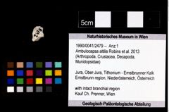 Foto (Objekt + Etikett) von Ambulocapsa altilis (Robins et al., 2013)  (NHMW-GEO-1990-0041-2479)